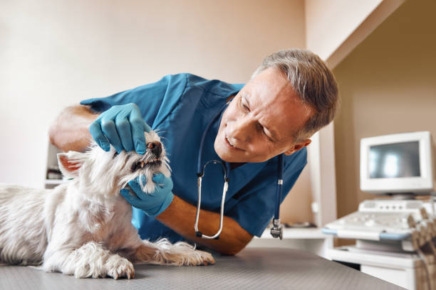 Best Cosmetic Emergency Dentistry in Cutler, CA